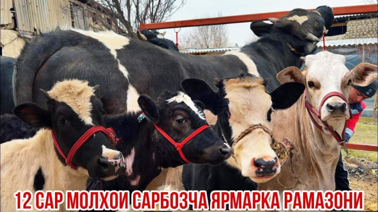 Ярмаркаи Рамазони идома дорад Сарбозча нархо хела арзон 3 марта 2026 г.