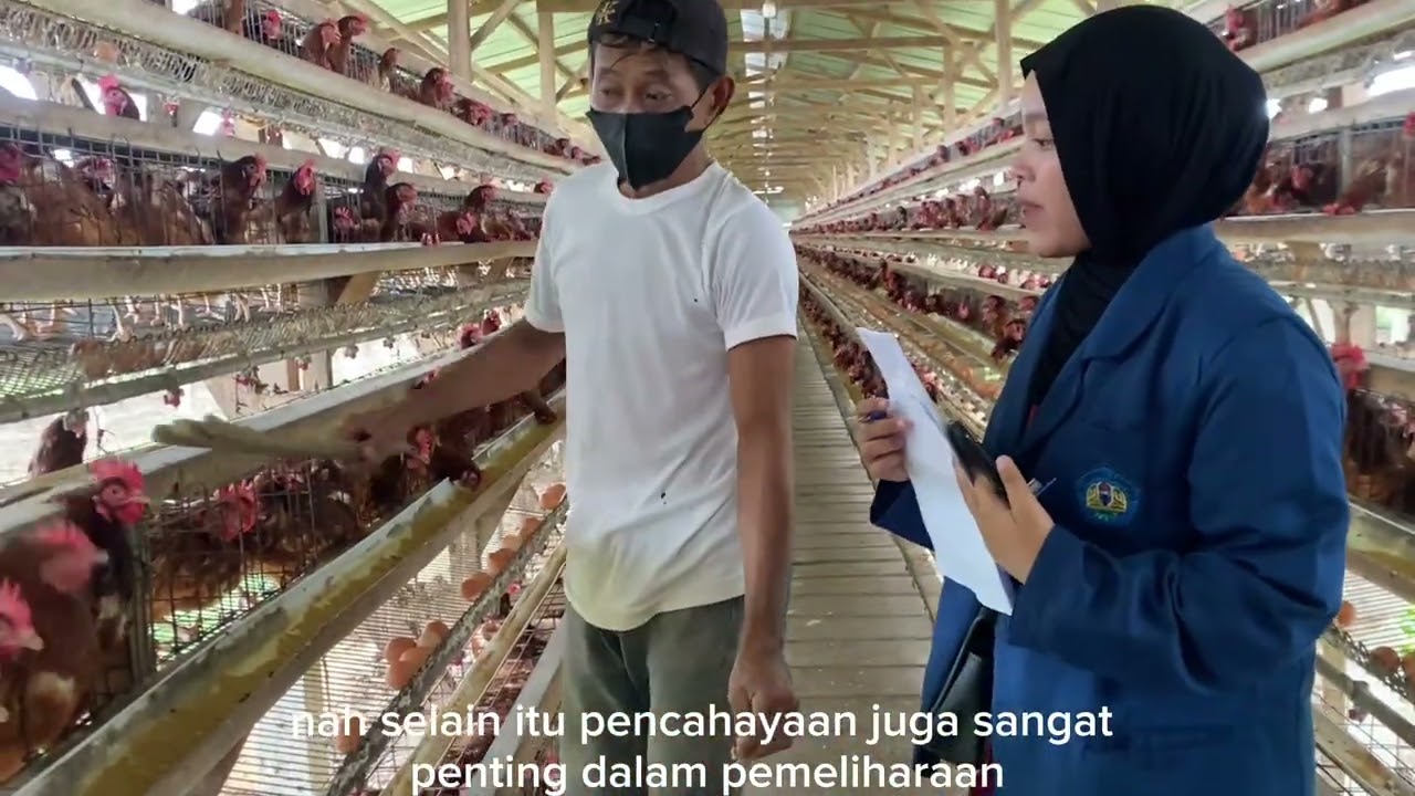 MANAJEMEN KANDANG SEBAGAI FAKTOR PENENTU KEBERHASILAN TERNAK 🐔🏡