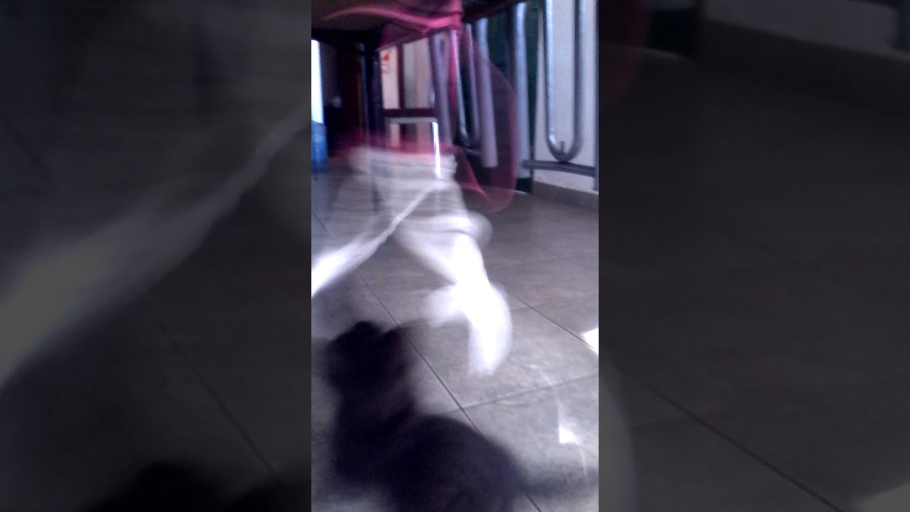 Gato negro jugando