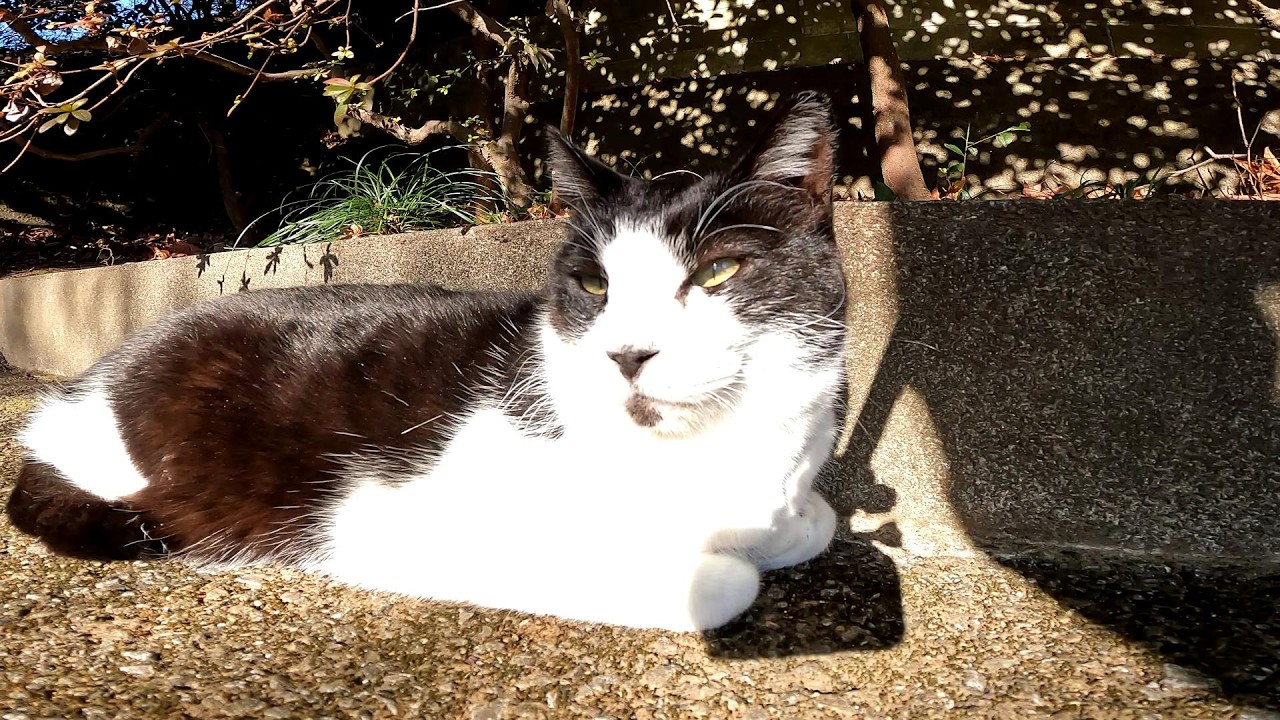 猫の日は２月２２日です