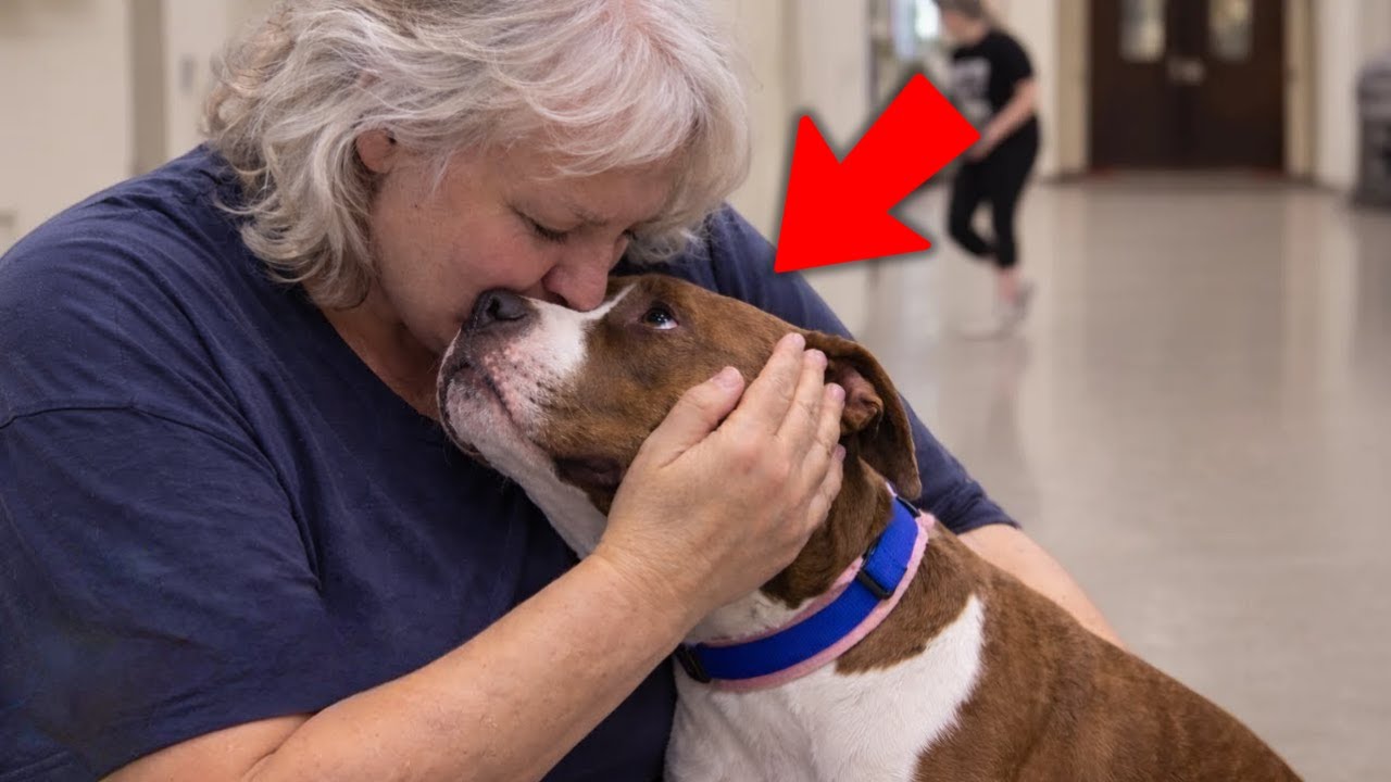 Lors de son dernier jour, ce pitbull agressif du refuge a fait l’inattendu