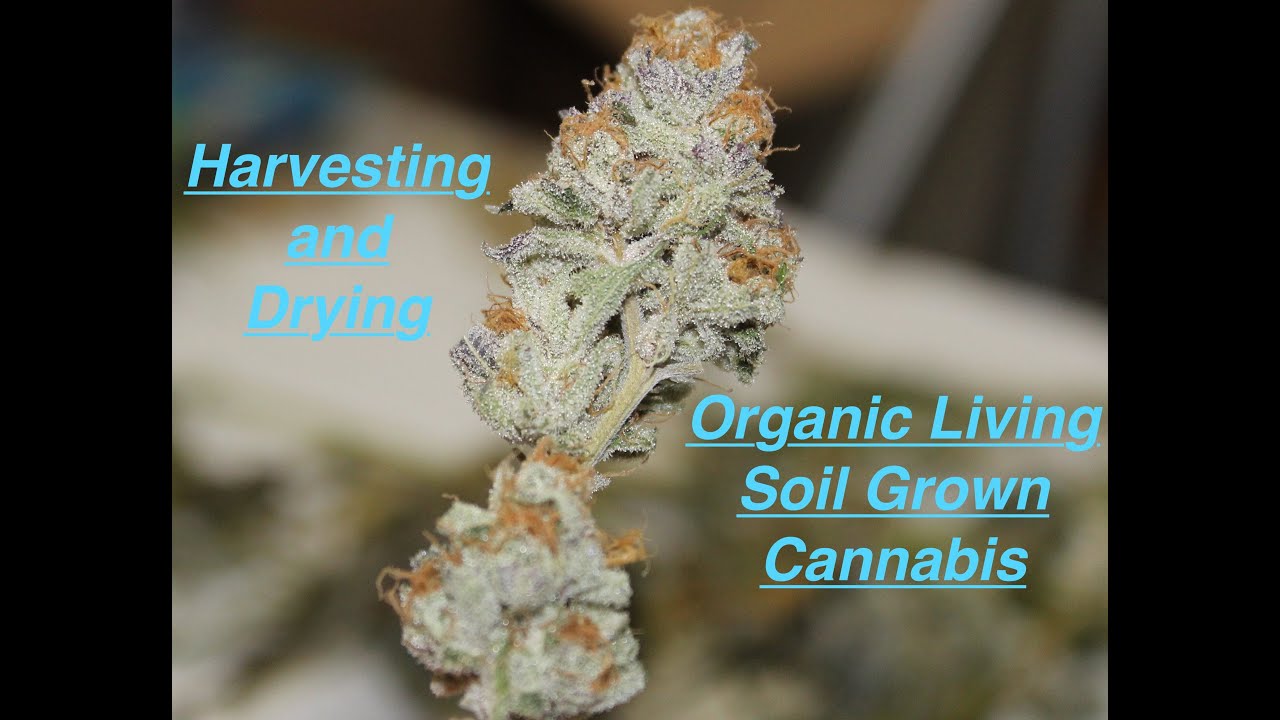 Harvesting and Drying Organic Cannabis! Purple Punch, Wedding Cake, Gelato 33