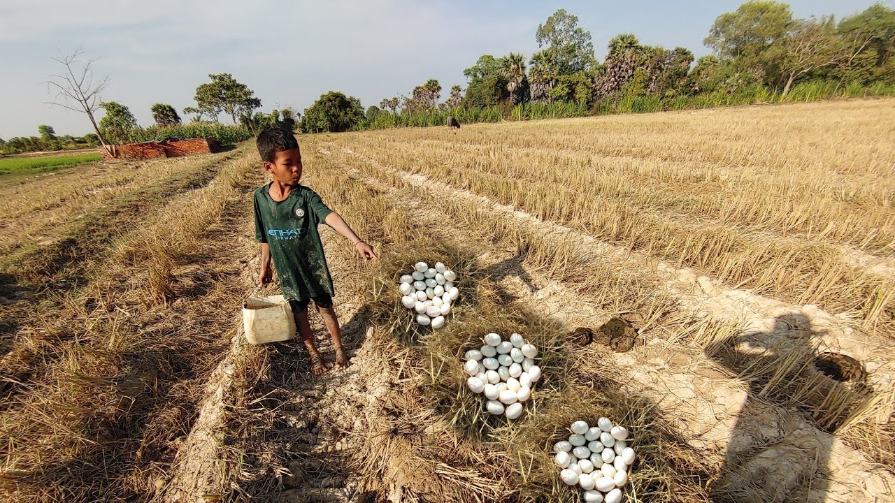 Amazing Hand Skills! Farmer Harvests Duck Eggs in the Field