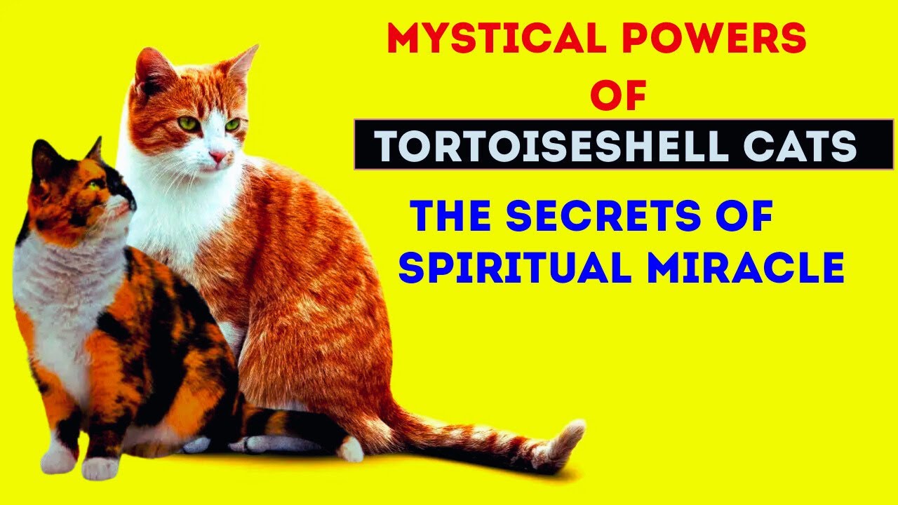 Discover the Enchanting Powers of Tortoiseshell Cats: Unveiling Their Spiritual Secrets