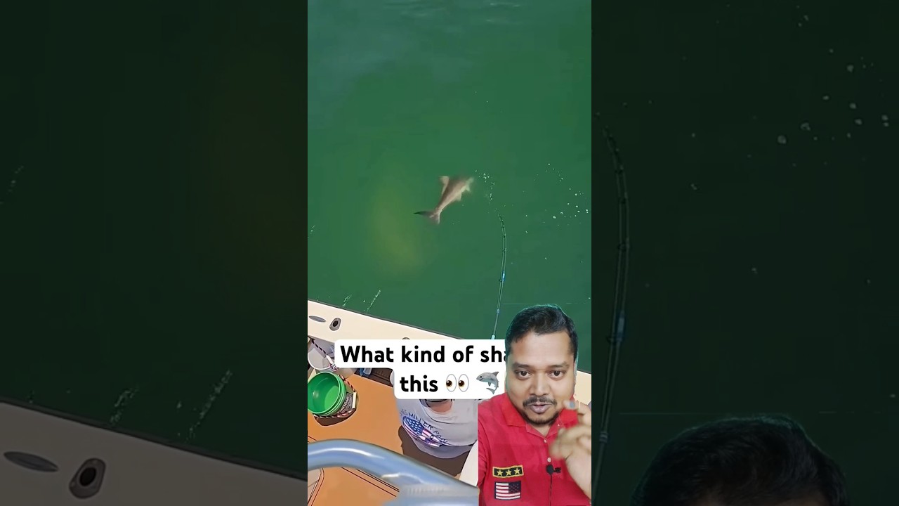 Name the species 🦈 