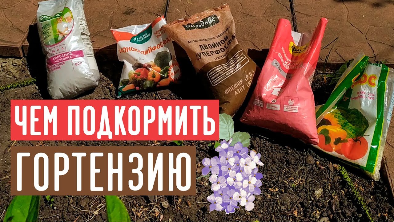 Минеральные удобрения для гортензии / Садовый гид