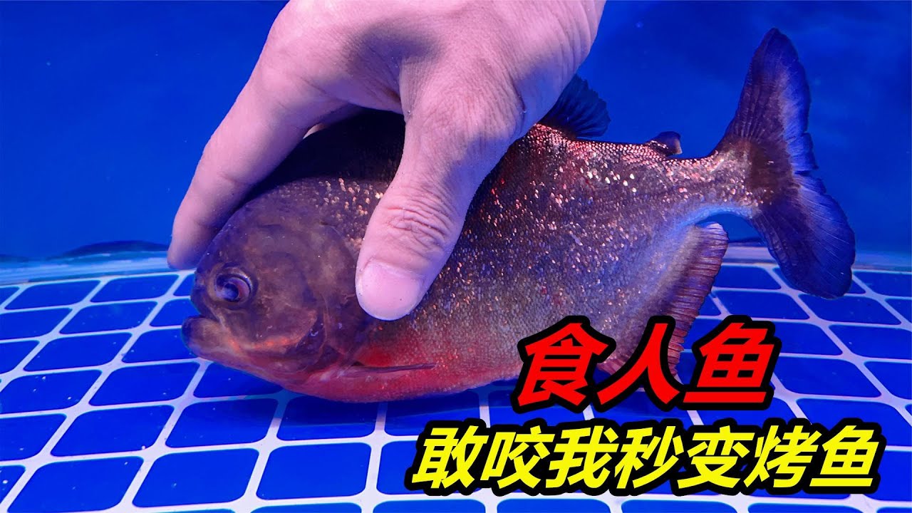 食人魚重病康複，準備把它轉移到新場地，徒手去抓會不會被咬