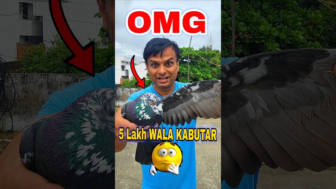 Pigeon Trap 5 Lakh wala Kabutar Pakad Liya 🤣🕊️ #minivlog #vlogs #pigeon #trap #kabutar #shorts