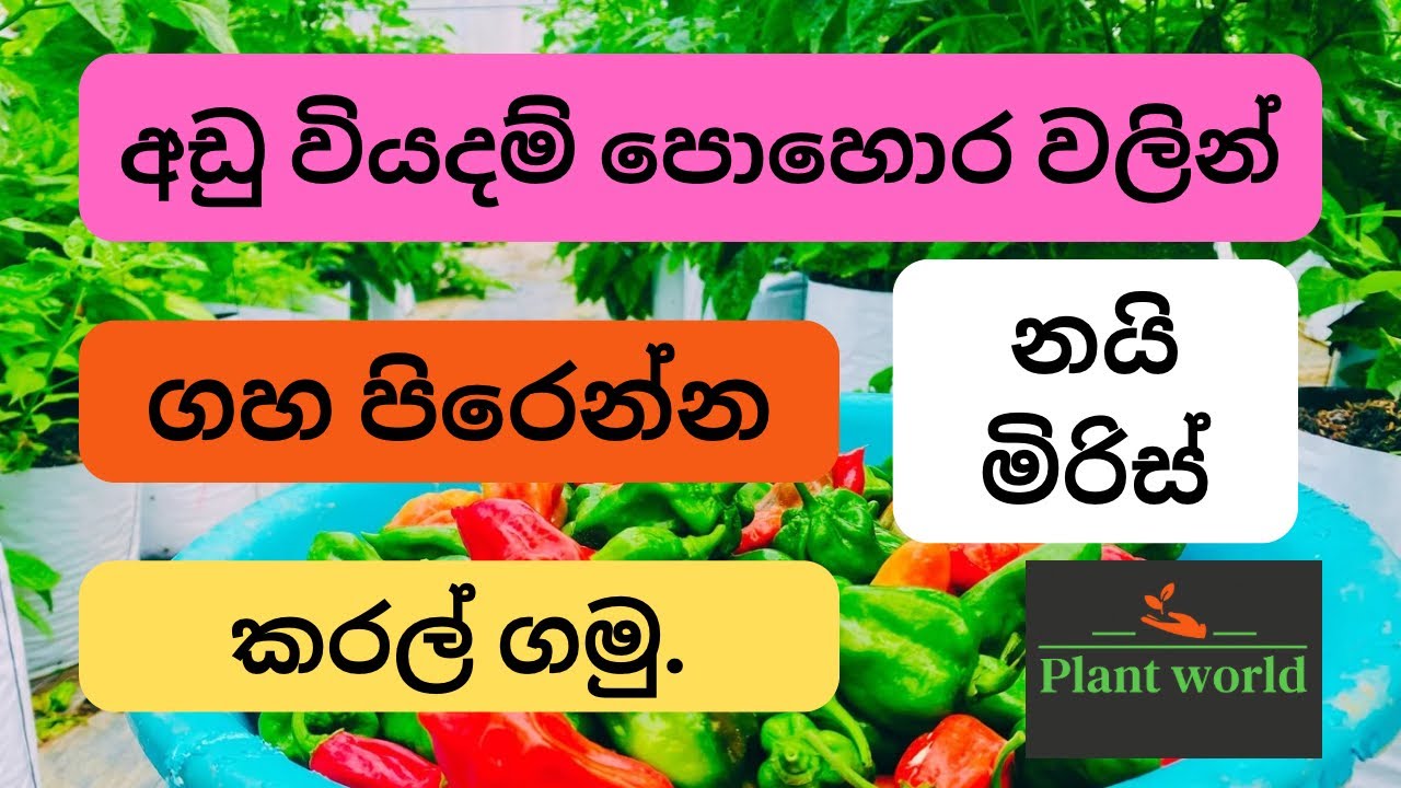 නයි මිරිස් අඩු වියදම් පොහොර..nai miris pohora.
