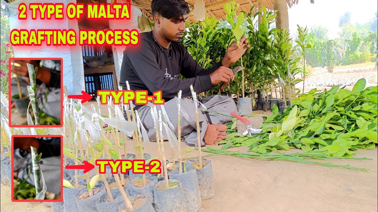 100% Sucessful Bari 1 Malta Grafting Process/ Musambi grafting/ Malta Plant Nursery/ Vietnam Malta