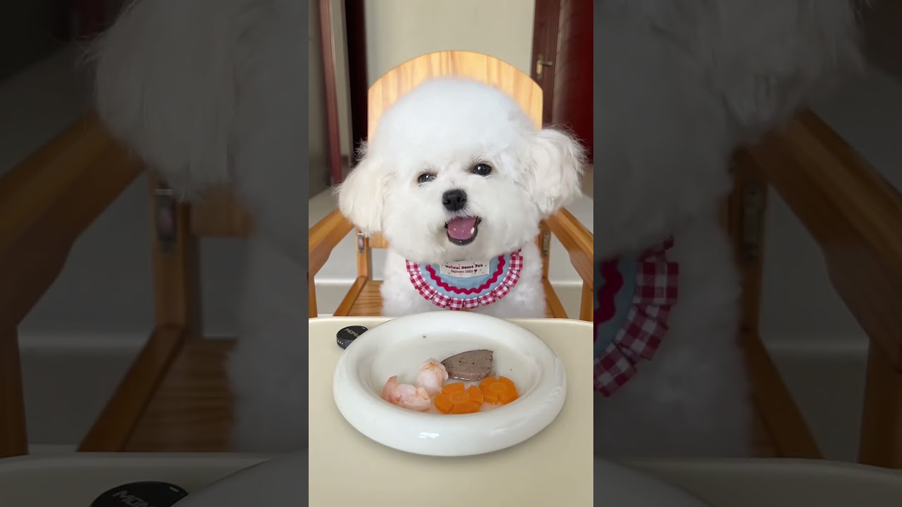 #BichonFrise #DogMeals#FoodieDog #LifeWithMyDog#CutePets #PetVlog #HealingPets