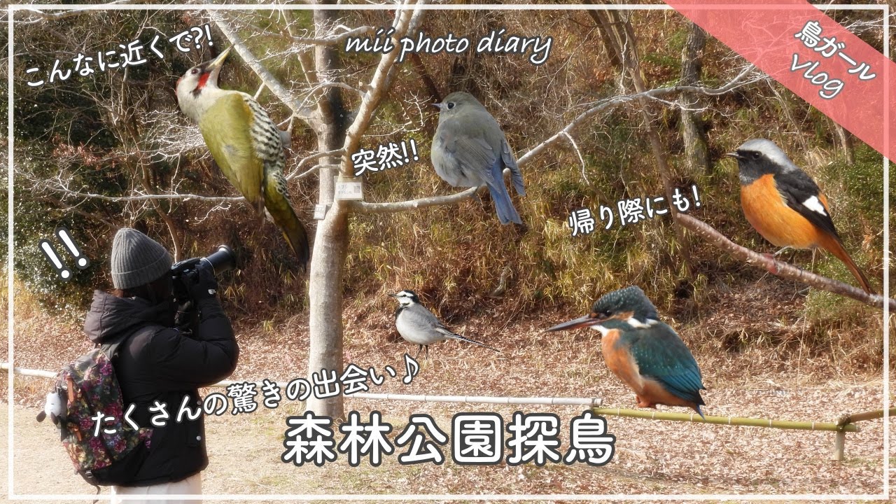 #42【森林公園探鳥】突然！こんなに近くで⁈帰り際にも⁈たくさんの驚きの出会いに癒された野鳥撮影Vlog♪｜ルリビタキ｜アオゲラ｜ジョウビタキetc…