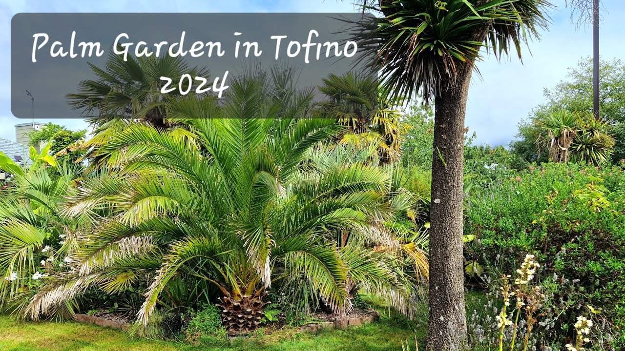 Tofino, Canada 2024 - Phoenix Canariensis, Cordyline, Butia, Trachycarpus, Bananas and other exotics