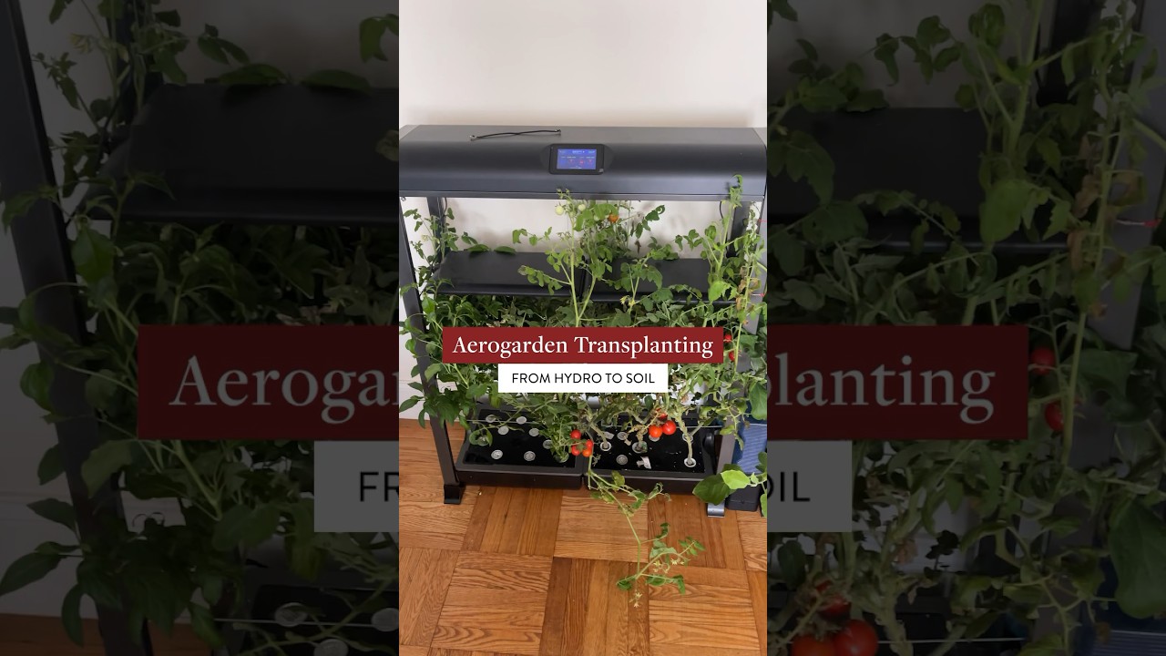 Transplanting Aerogarden tomatoes frm hydro to soil 💦🍅 #hydroponics #aerogarden #indoorgardening