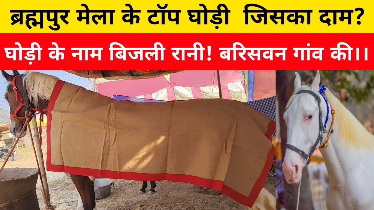 ब्रह्मपुर मेला का टॉप घोड़े जिसका दाम? घोड़ी के नाम बिजली रानी! बरिसवन।। Son Of Ara:News.
