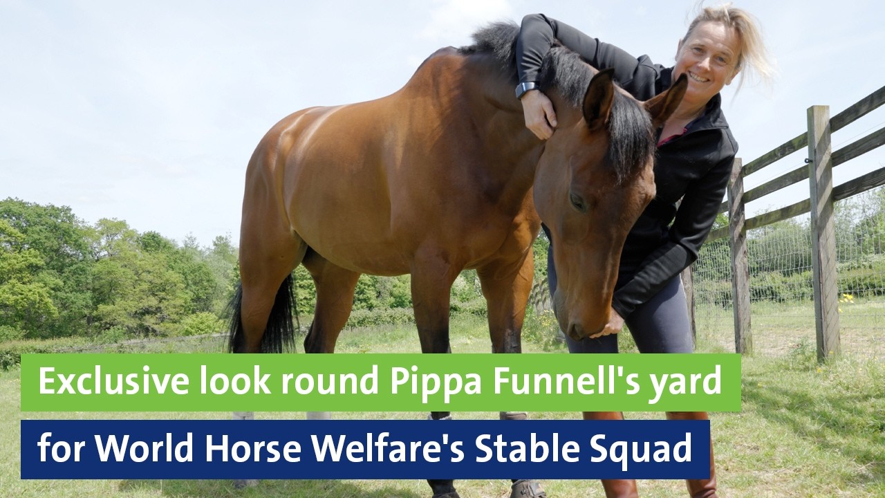 Exclusive look round Pippa Funnell's yard for World Horse Welfare's Stable Squad - Pony Tales books