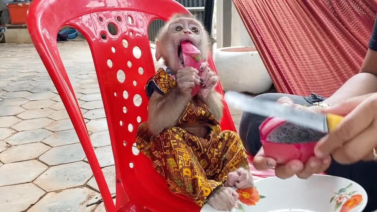 Craving Food Lil DAM Taking A Piece Of Dragon Fruit Eating Very Delicate