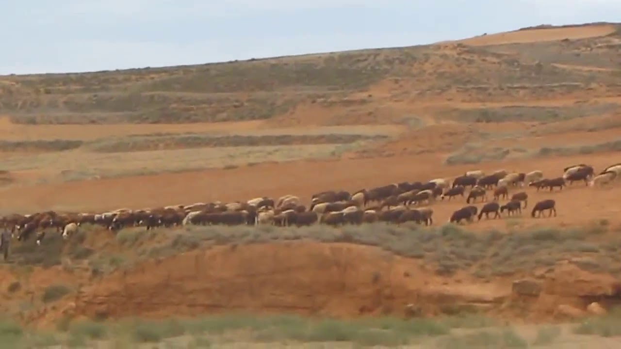 SISAM&Oacute;N-Zaragoza