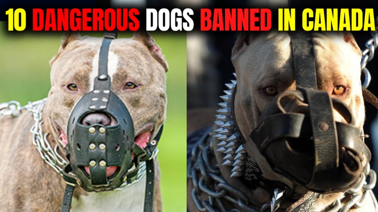 10 dangerous dogs banned in Canada