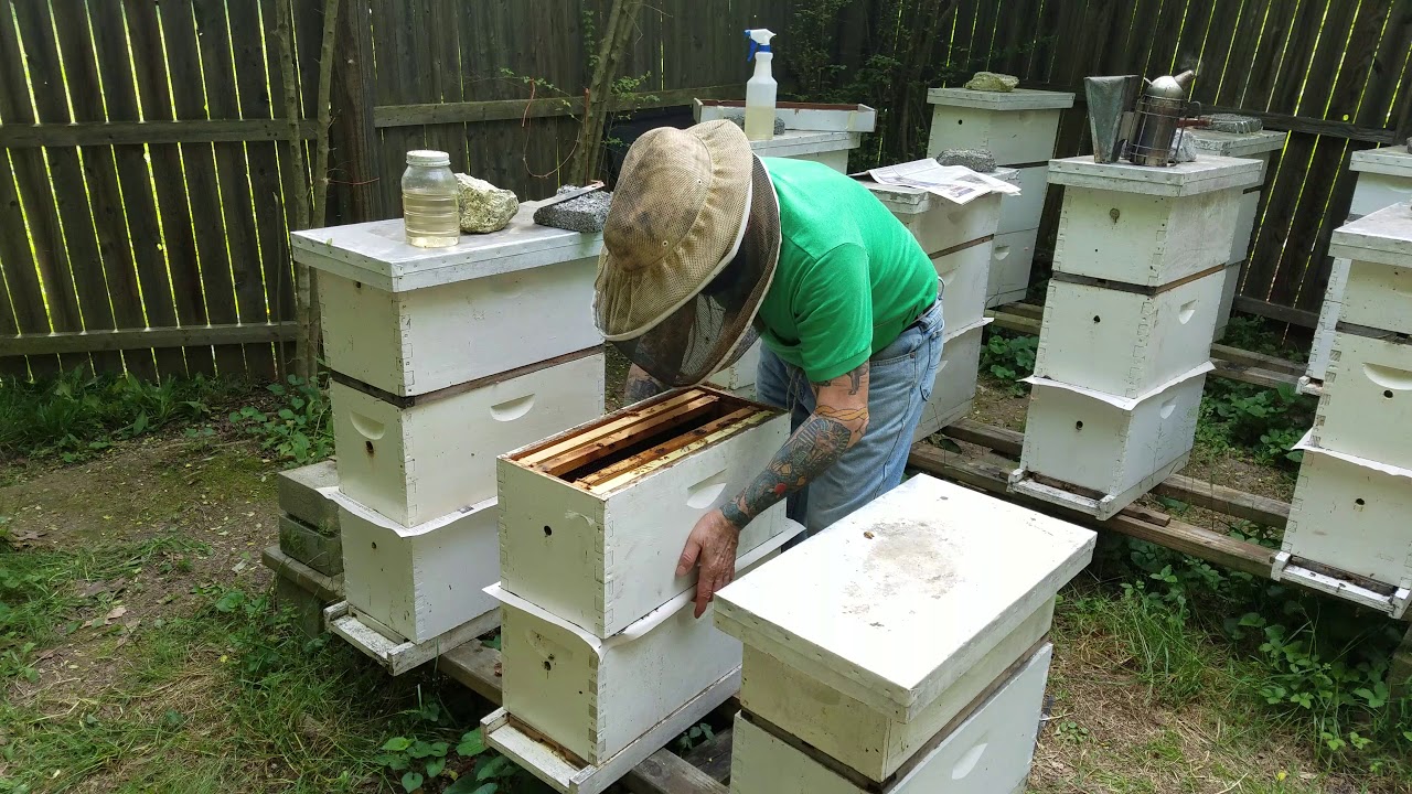 Nuc Honey Bee Hive Beekeeping Part 2 of a year long series with the Foul mouthed bee keeper