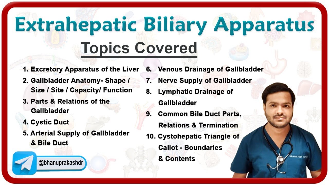 Extrahepatic Biliary Apparatus: A Comprehensive Anatomy Guide by Dr. Abhijeet 📚✨