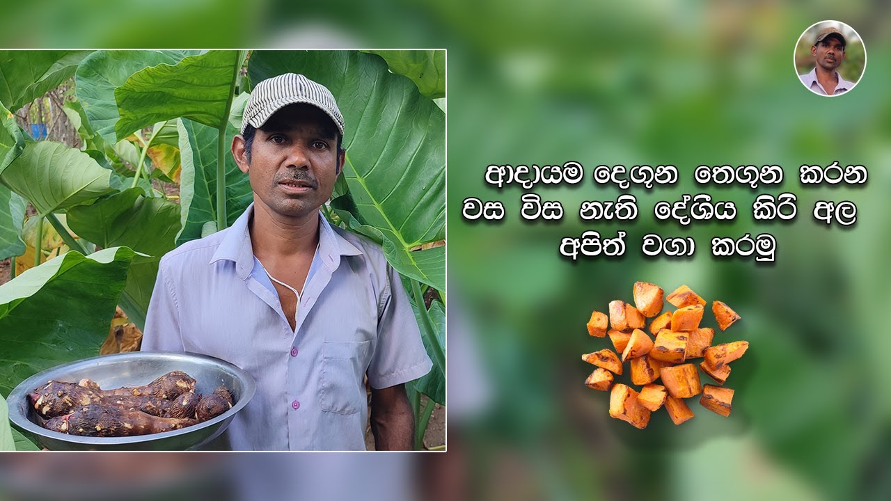 ආදායම් දෙගුණ තෙගුණ කරන වස විස නැති දේශිය කිරිඅල අපිත් වගා කරමු . Siri Lak Govi Bima