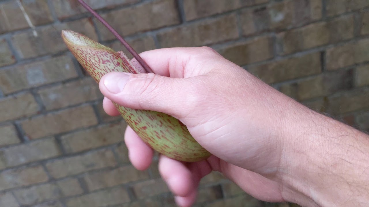 How forming Nepenthes pitchers look and feel - Miranda, slightly indecent