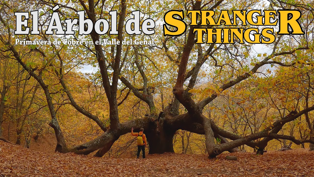 El Árbol de Stranger Things esta en Málaga, otoño en el Valle del Genal