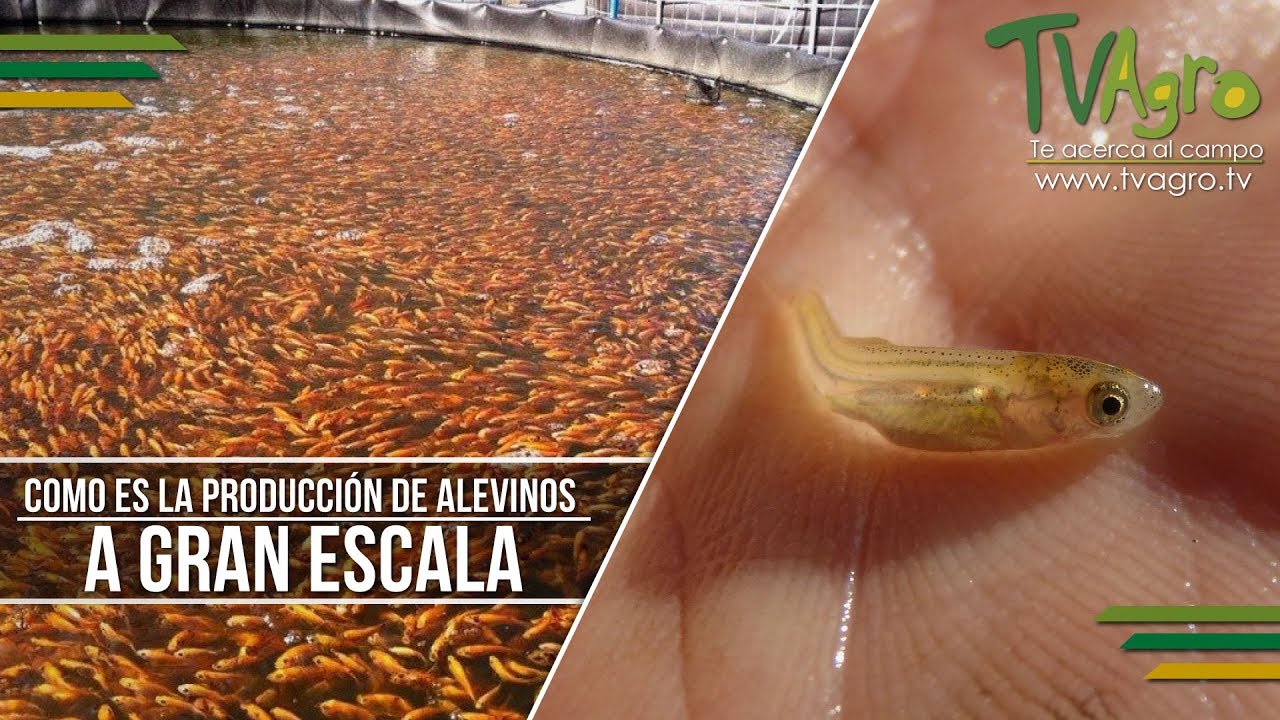Como es la Producción de Alevinos a Gran Escala - TvAgro por Juan Gonzalo Angel