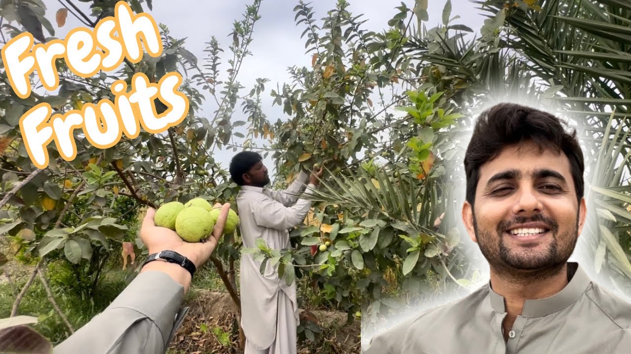 Fresh fruit torny gaye 😃| Our Farm visit ❤️| Shoday Showbaz 👨&zwj;👨&zwj;👧&zwj;👦