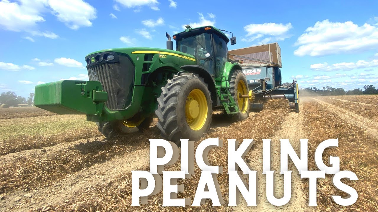 Picking Peanuts in Florida