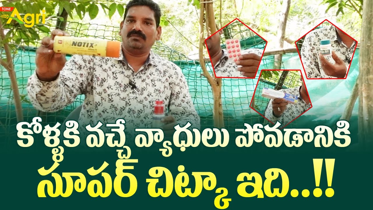Pandem Kollu Disease Management | కోళ్ళకి వచ్చే వ్యాధులు పోవడానికి సూపర్ చిట్కా ఇది..!! Tone Agri