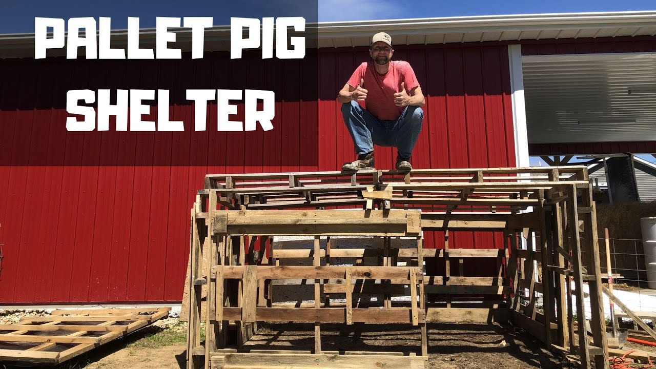 How to build a Pallet Pig Shelter.