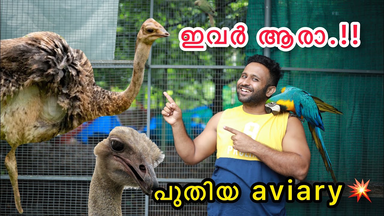 💥ഒട്ടകപക്ഷിക്ക് വേണ്ടി ഒരു Aviary.!! New Aviary For Ostrich 🤩