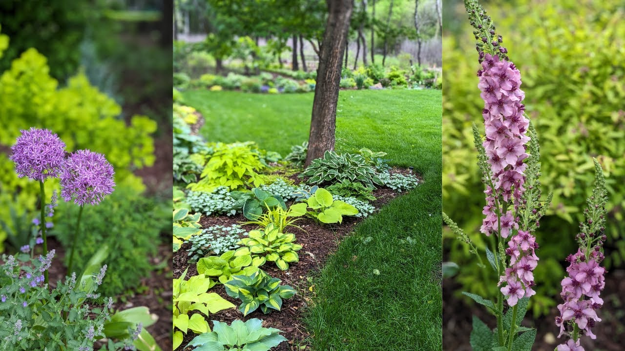 End of May Garden Tour - Alliums, Dianthus, Verbascum & More | Serenity Now Garden