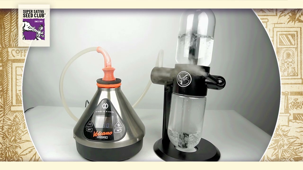 Super Sativa Seed Club Gravity Bong