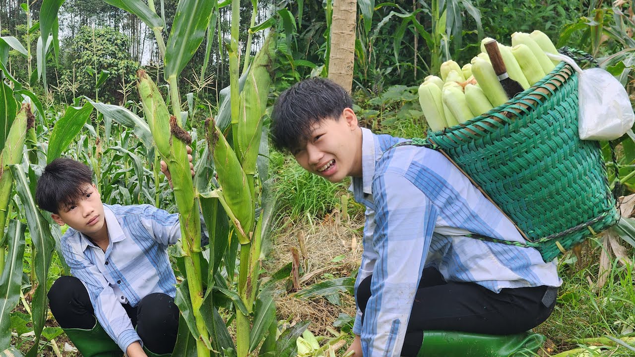 Harvesting a giant basket of corn to sell at the market - The Wild Life of an Orphan Boy.