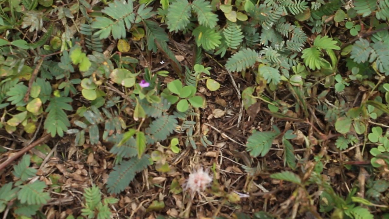 plantas dormilonas