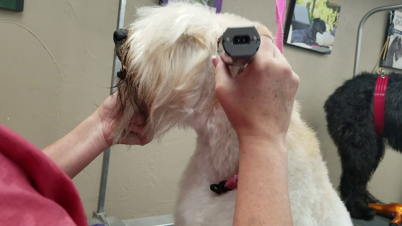 Wheaten Head with snap on comb