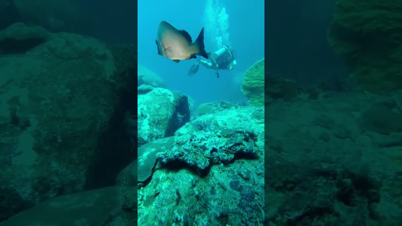Donald Duck bay Thailand diving 
