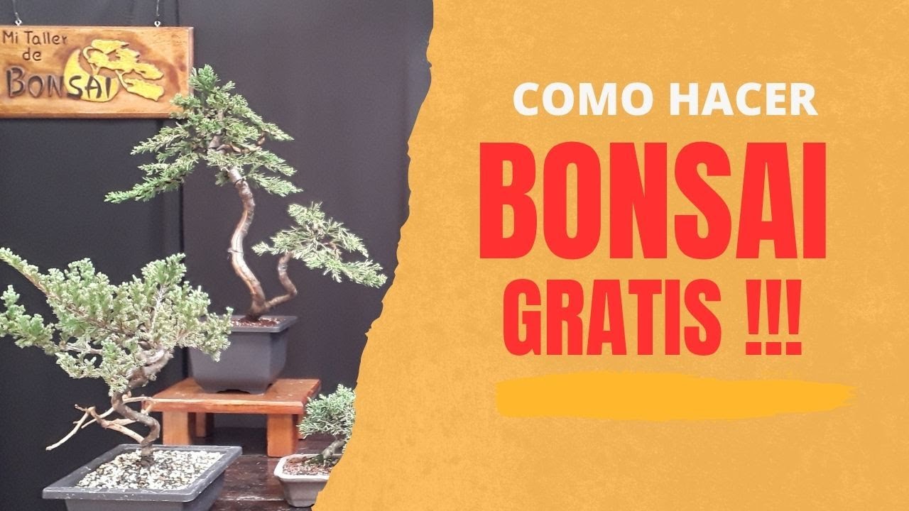 COMO hacer bonsai GRATIS