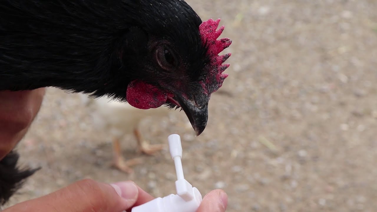 Tavuklarda Öksürük, Ağız Açıp Kapama Ve Hırıltı Doğal Tavuk İlacı Nane Yağı