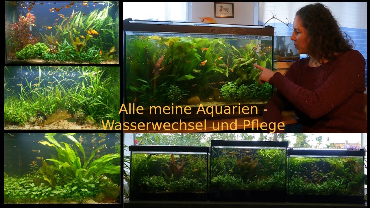 Alle meine Aquarien - Pflege, Wasserwechsel und Luxusprobleme!