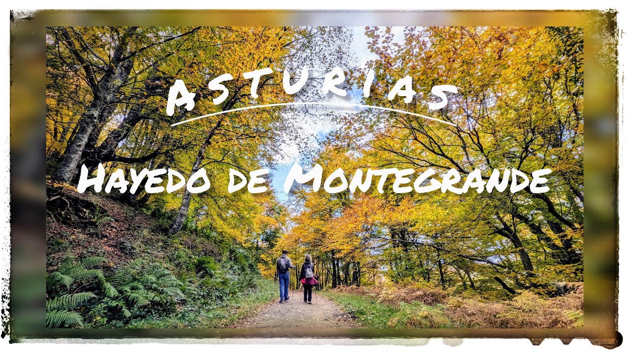 En los Dominios del Oso y el Lobo. Hayedo de Montegrande - Asturias. Con Pixel 7 Pro