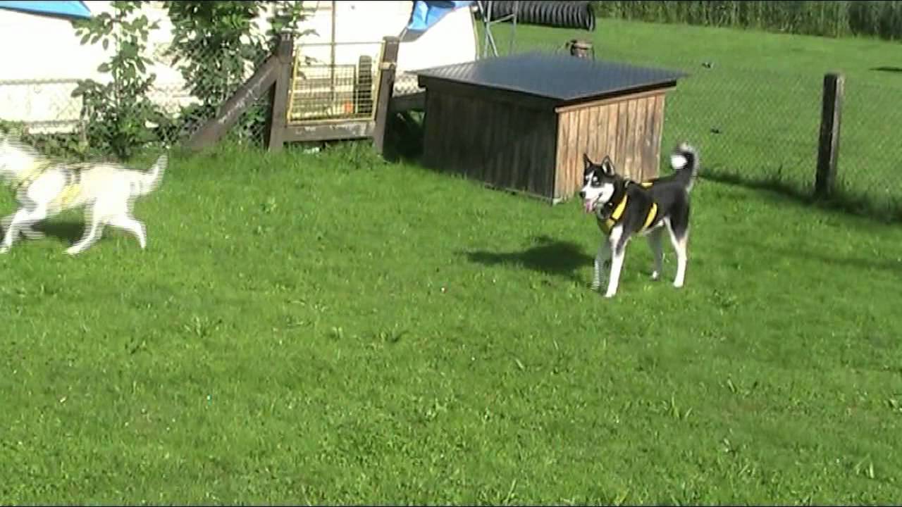 Husky Ueli 02