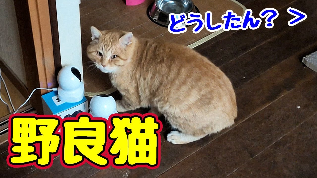 急に鳴き出した【野良猫】