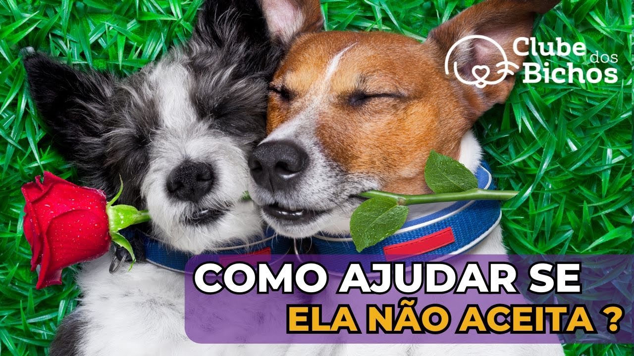 Minha Cadela Não Quer Cruzar: O que fazer?