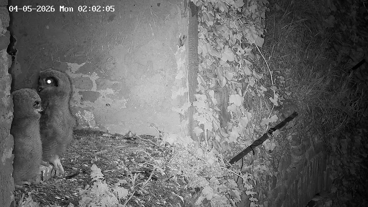 Uhu Webcam 3 – Live-Stream von EGE – Gesellschaft zur Erhaltung der Eulen e.V.