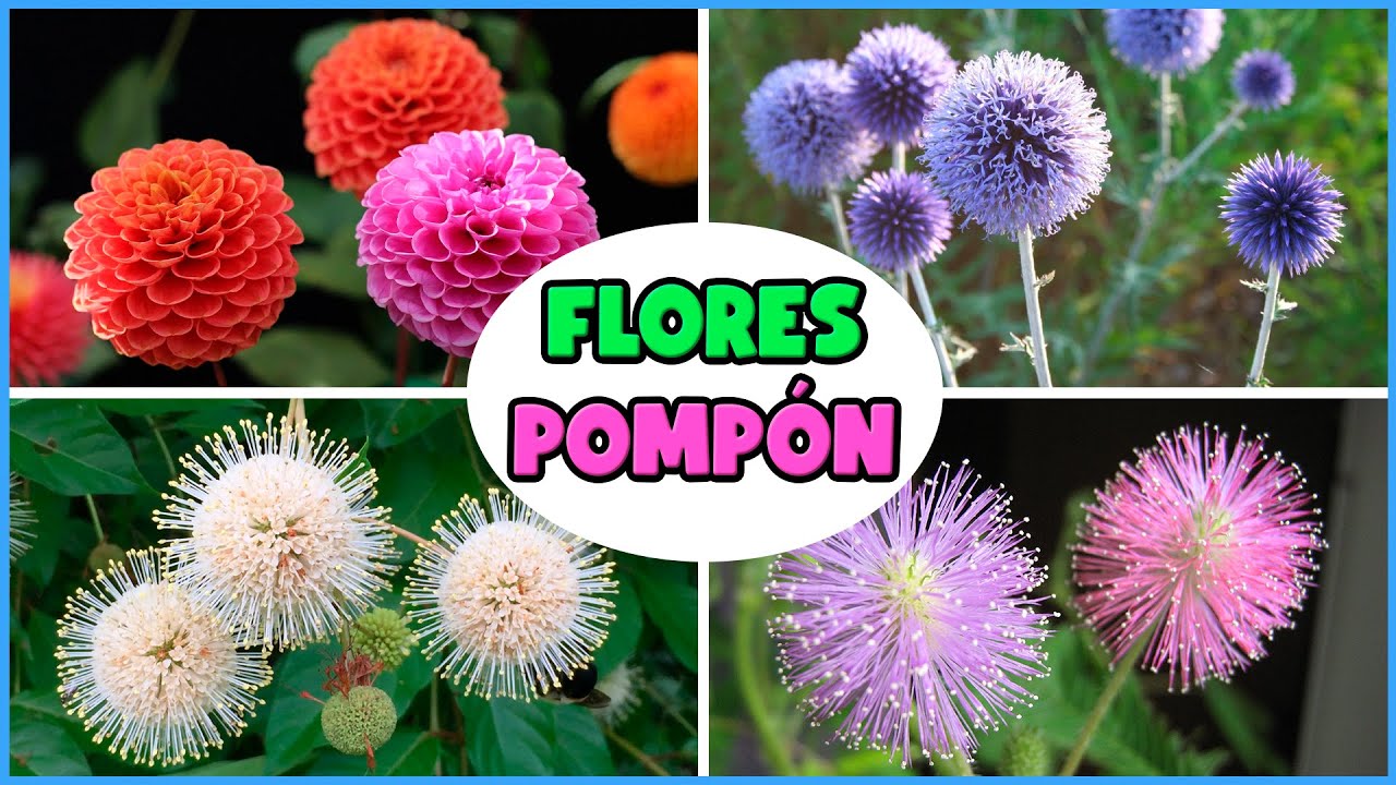 10 PLANTAS con FLORES CIRCULARES para el HOGAR