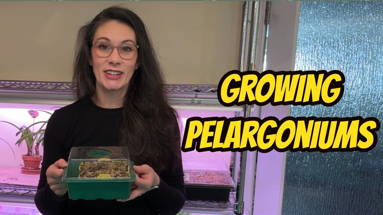 Growing Geraniums (Pelargoniums) from Seed